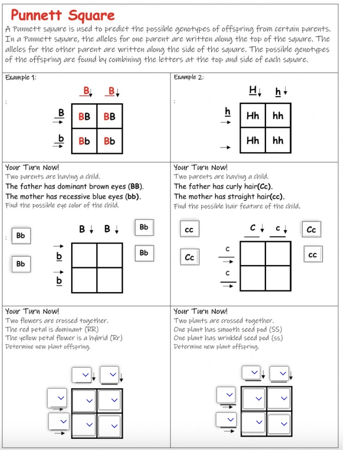 Sixth grade Punnett squares worksheet featuring genetic probability problems for science students
