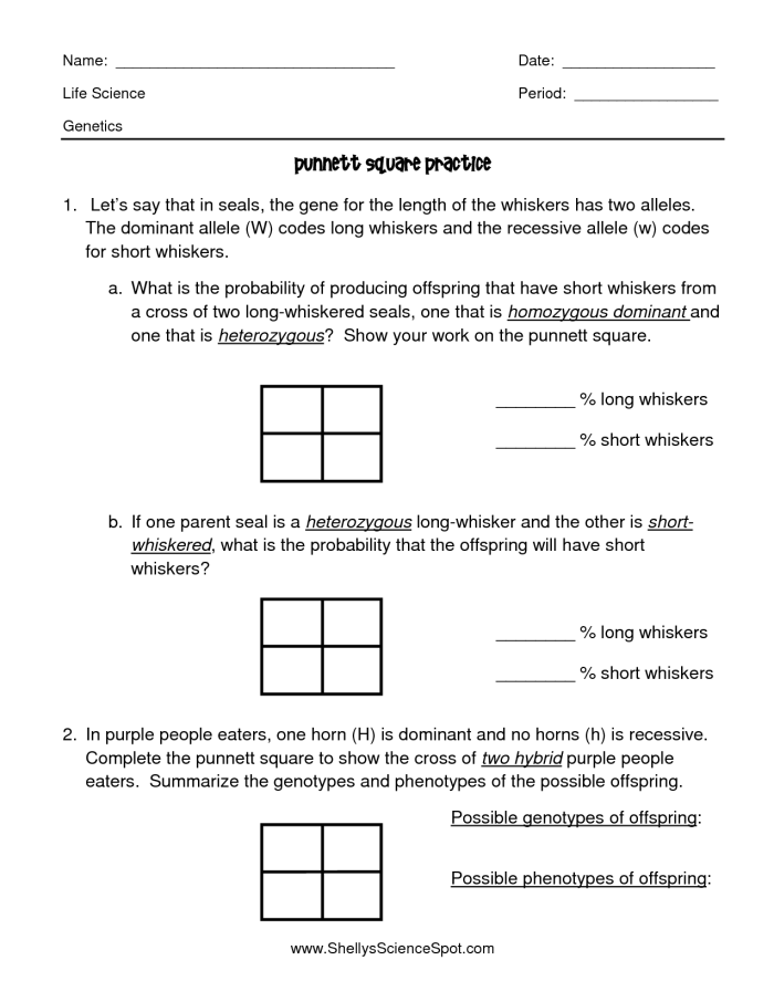Sixth grade students learning genetics by completing a Punnett squares worksheet on probability