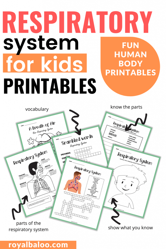 Illustration of the respiratory system mechanics for a sixth-grade life science worksheet