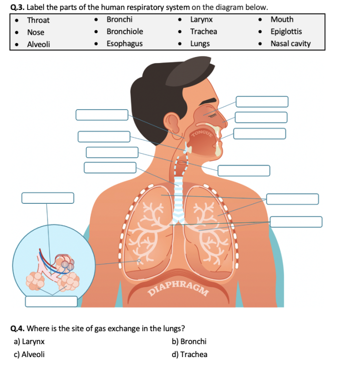 Students engaging with a worksheet on the mechanics of the respiratory system