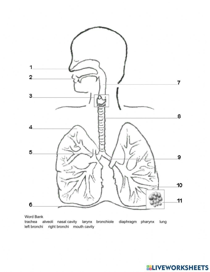 Sixth grade students using a diagram to learn about the mechanics of the respiratory system