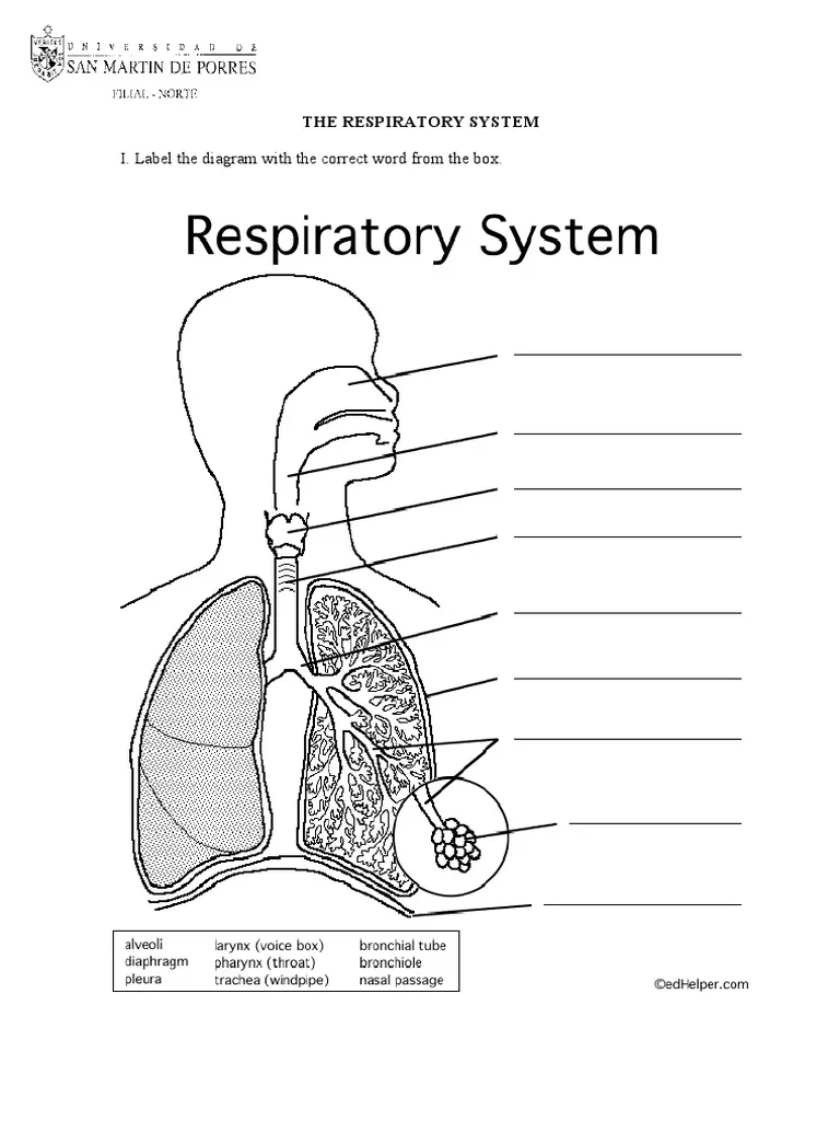 Sixth grade students learning about human anatomy with a respiratory system worksheet