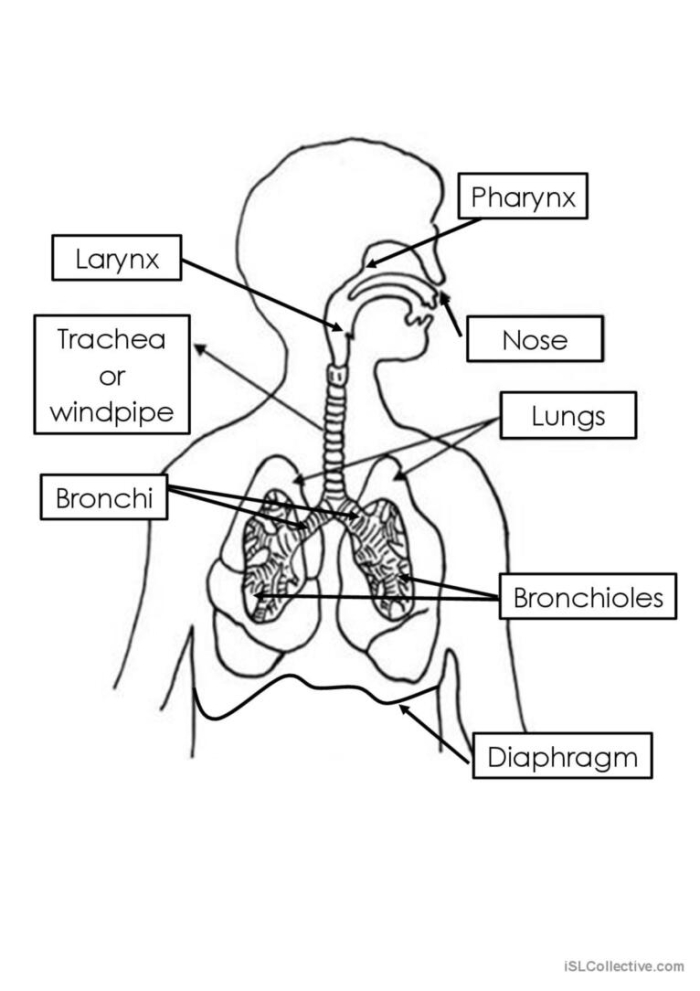 Sixth grade biology worksheet focusing on respiratory system mechanics and proportional diagrams