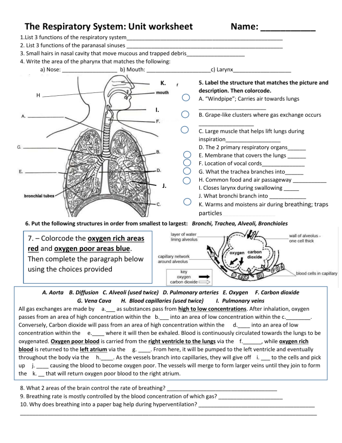 Detailed illustration of the respiratory system mechanics for sixth graders