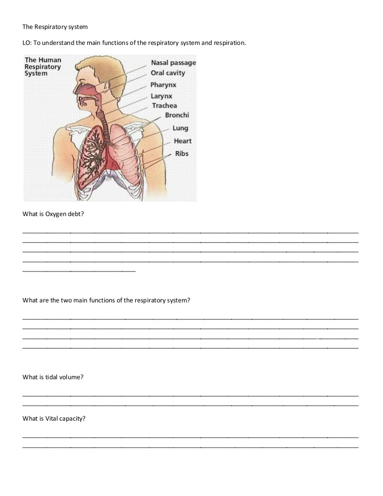 Sixth grade science worksheet exploring the mechanics of the respiratory system