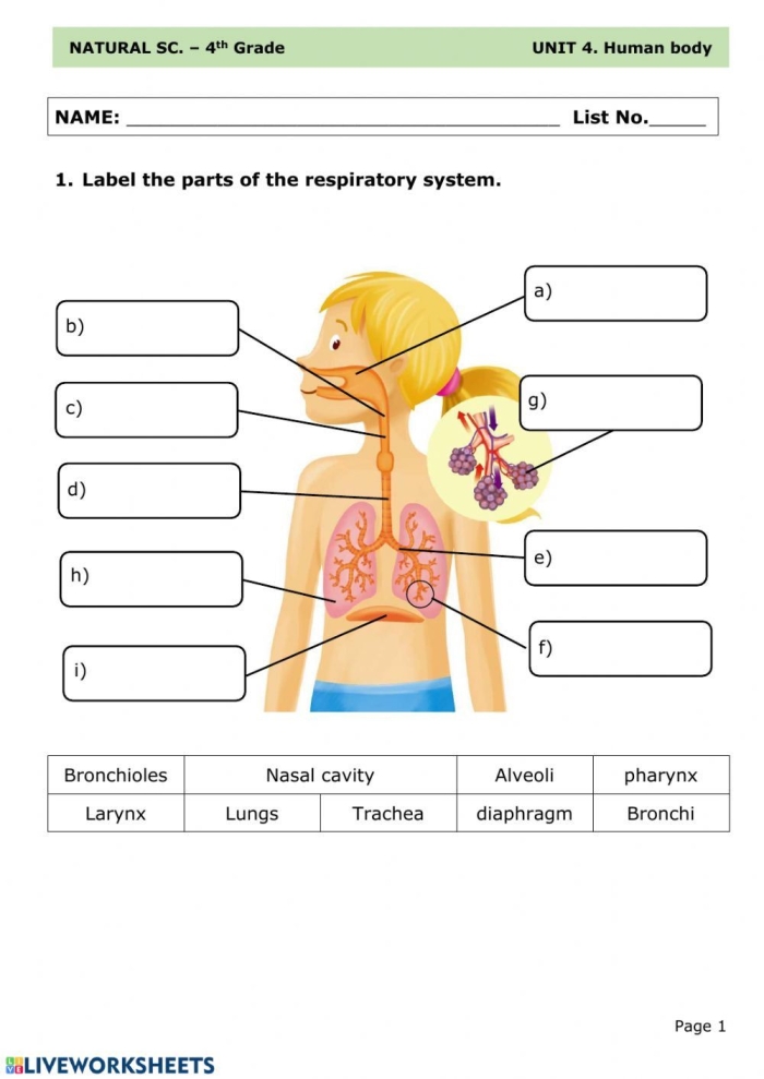 Sixth grade students learning about human lung anatomy and breathing mechanics in this life science worksheet