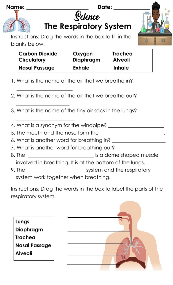 Sixth grade science students completing a worksheet on the mechanics of the respiratory system