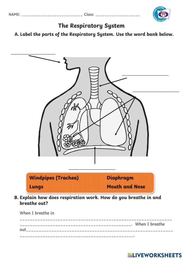 Sixth grade science worksheet focused on understanding the mechanics of the human respiratory system