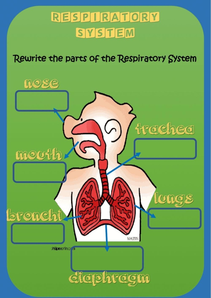 Sixth grade science students completing a respiratory system worksheet about lung function