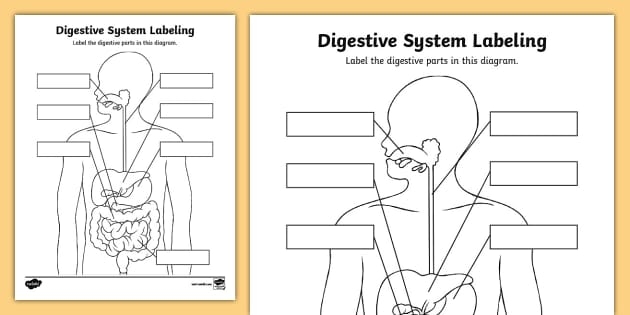 Sixth grade science worksheet exploring sensory nervous system anatomy and function 18