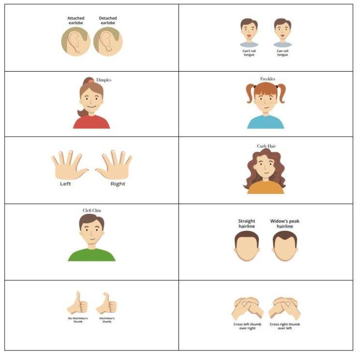How Do We Influence the Inheritance of Traits Worksheet for Sixth Grade Science Sixth grade students completing a worksheet about natural and artificial selection processes