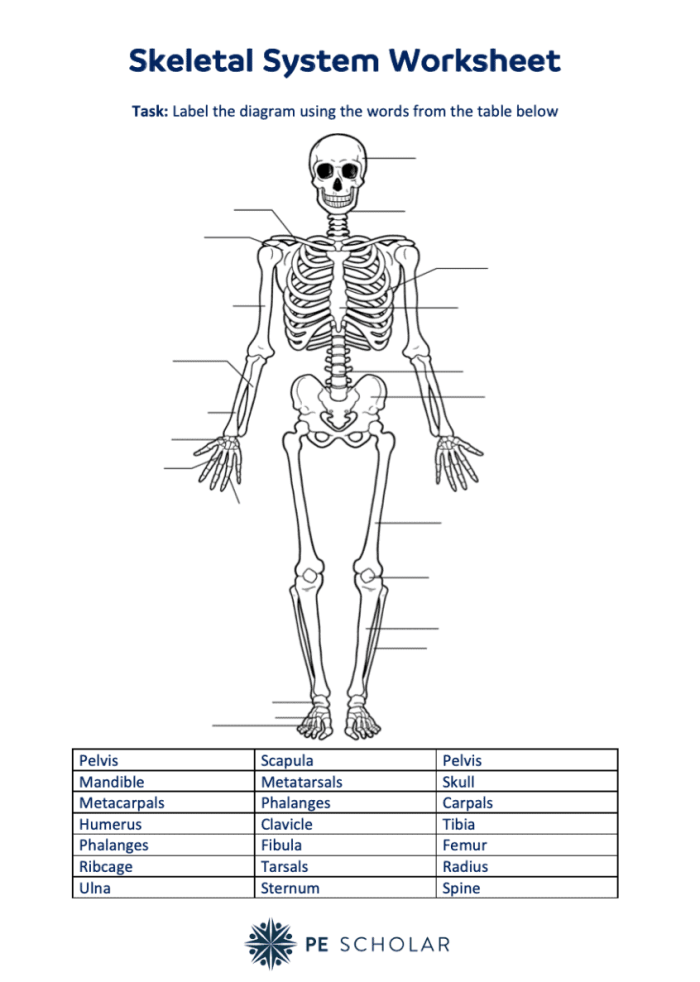 Fifth grade students learning about skeletal system bones with a Spanish language quiz worksheet featuring hip bone anatomy