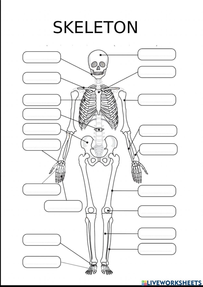 Fifth grade students learning skeletal system bones with Spanish vocabulary quiz worksheet activity