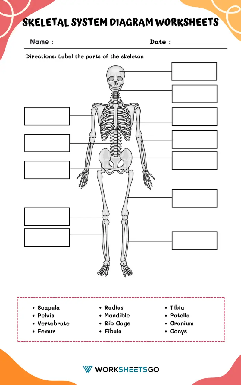 Fifth grade students learning Spanish skeletal system anatomy with bone connection quiz worksheet activity