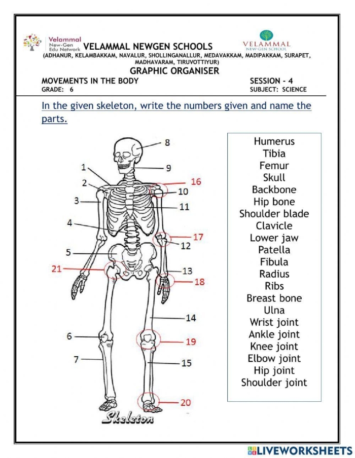 Fifth grade Spanish skeletal system quiz worksheet showing bone anatomy connections and labels for students learning body parts