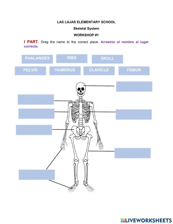 Fifth grade Spanish students learning skeletal system parts with a worksheet activity featuring bone connections