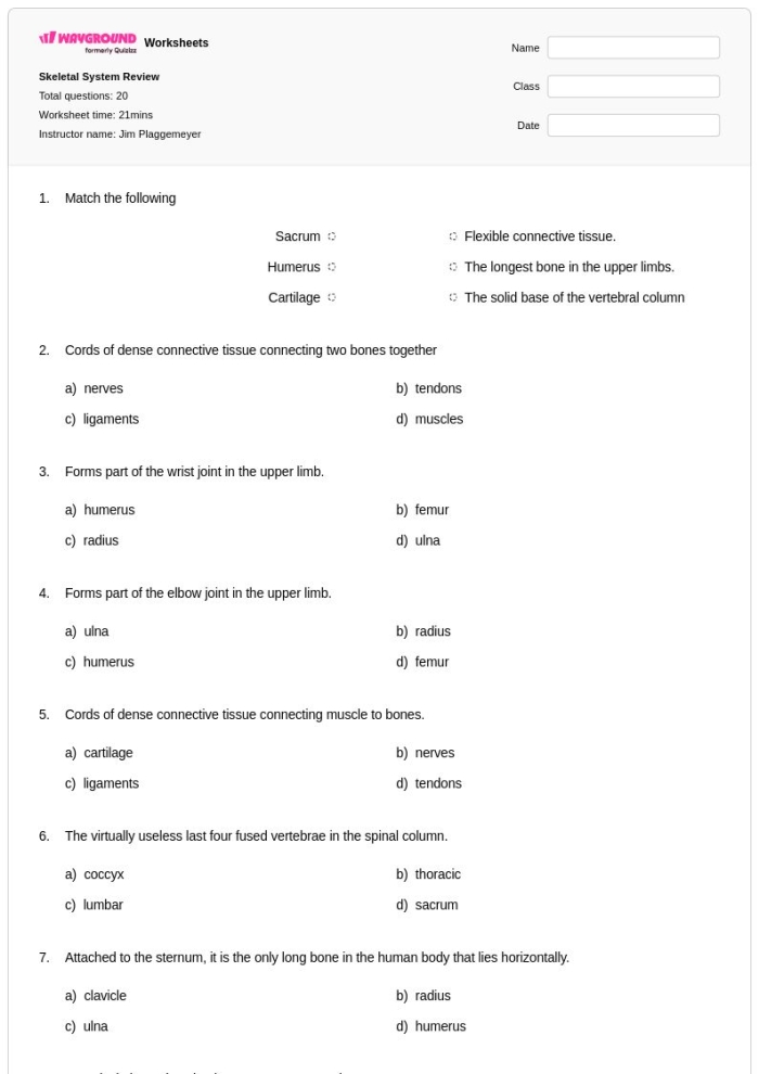 Fifth grade students learning Spanish skeletal system anatomy with quiz worksheet showing hip bone connections