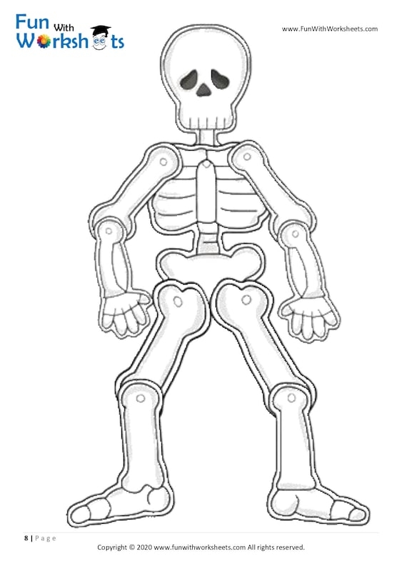 Human Skeleton Anatomy Diagram with Major Bones Labeled for Students Labeled diagram of a human skeleton showing 12 major bones including the skull, spine, ribs, and leg bones for fifth grade anatomy learning