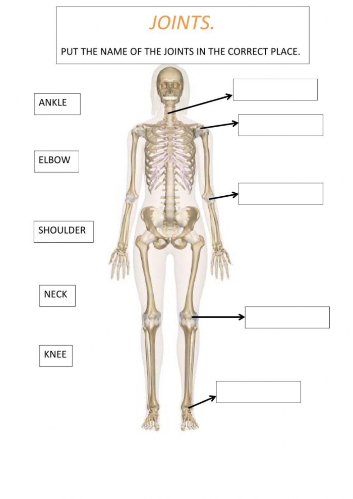 Anatomy The Human Skeleton Worksheet Diagram 15 Fifth grade worksheet diagram showing 12 labeled human bones from skull to fibula for anatomy study