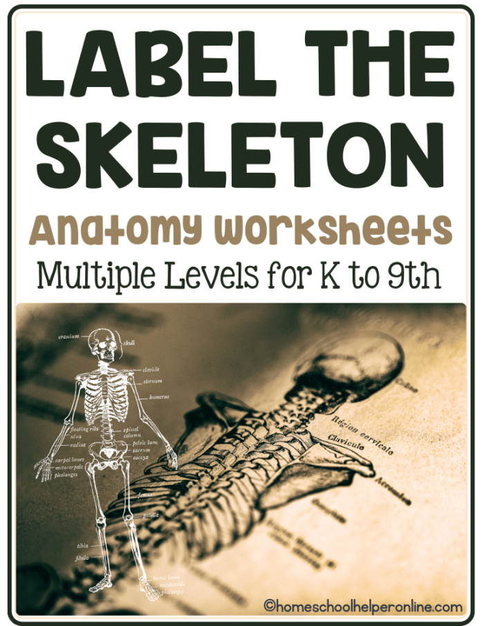Human Skeleton Anatomy Diagram with Major Bones Labeled for Elementary Students Labeled diagram of a human skeleton showing 12 major bones including the skull, spine, ribs, and leg bones for fifth grade anatomy study
