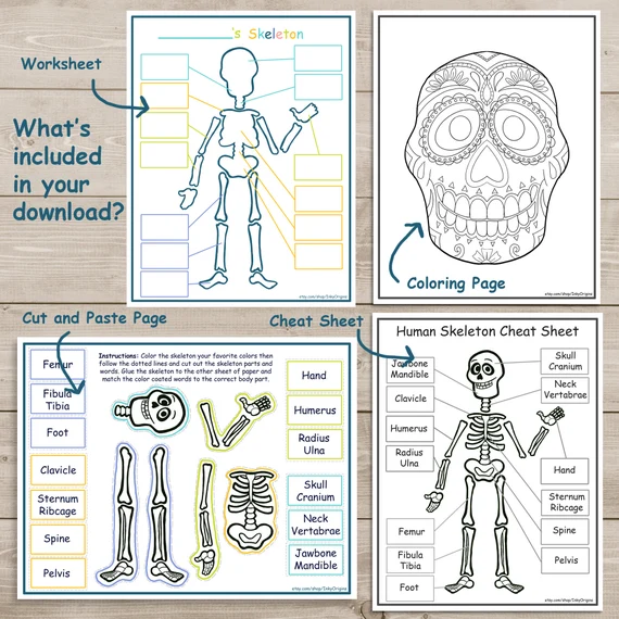 Fill-in-the-blank skull diagram for fifth graders to learn about the bone zone