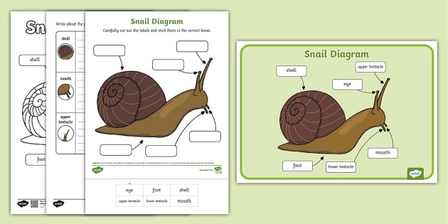 Snail Division Math Practice for Grade 3 Learners Number 19 A friendly snail character helping third graders solve division math problems on a colorful worksheet