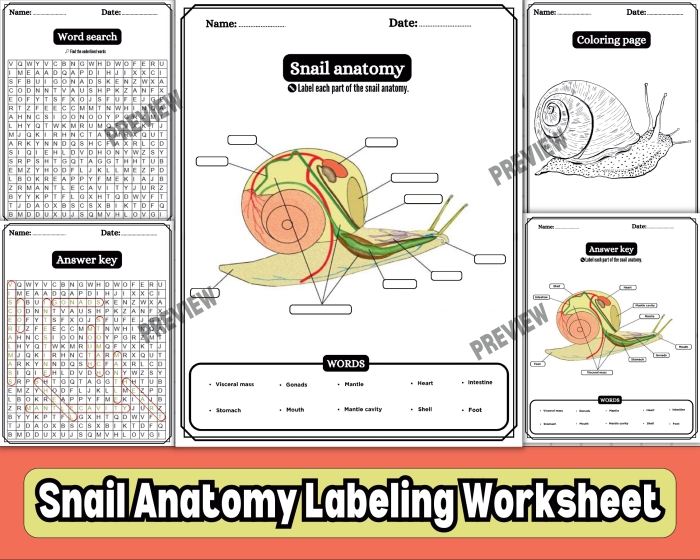 Snail Themed Division Practice Worksheet for Grade 3 Math 13 Third grade math worksheet featuring division problems with a cute snail character 13