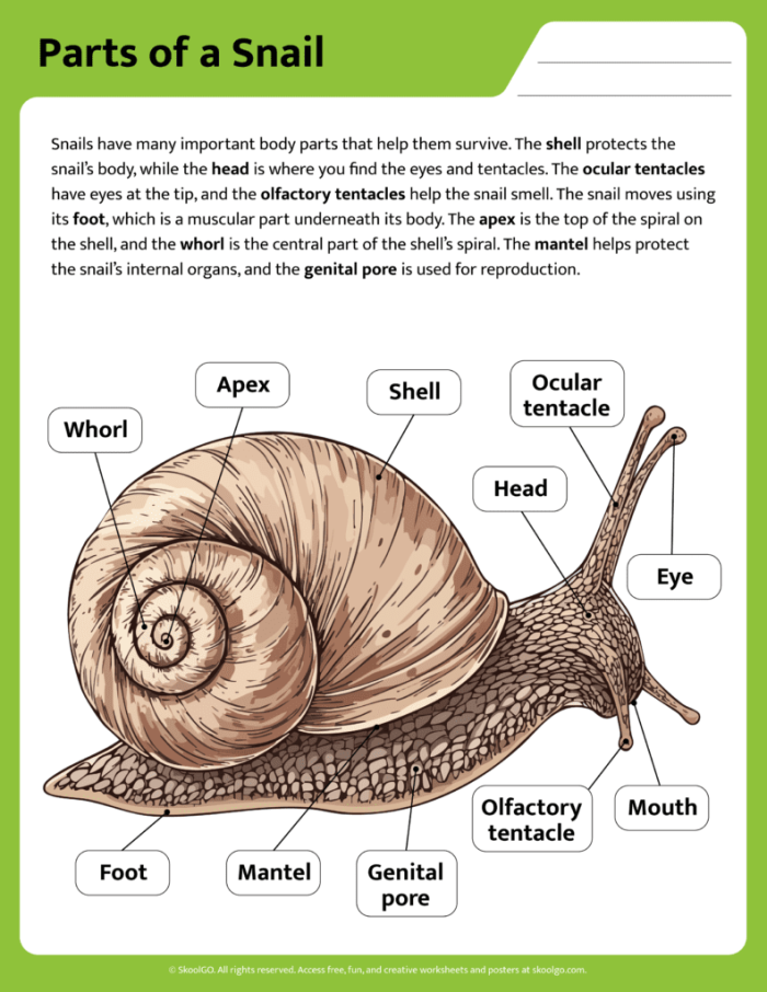 Snail Division worksheet for third grade math practice number 17 Third grade math worksheet featuring division problems with a cute snail character