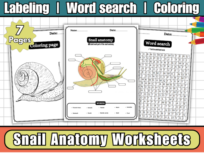 Snail themed division math worksheet for third graders number 12 Third grade student solving division problems on a worksheet featuring a friendly snail illustration