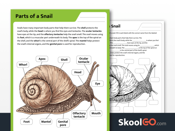Snail themed division practice worksheet for third grade math learners 16 Third grade math worksheet featuring division problems with a friendly snail character