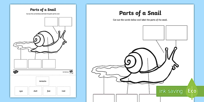 Snail Division Worksheet Number 25 for Third Grade Math Practice Third grade math worksheet featuring division problems with a friendly snail theme