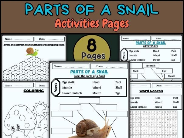 Snail Division Practice Worksheet for Grade 3 Math Learners A friendly snail character helping third graders solve division math problems on a worksheet