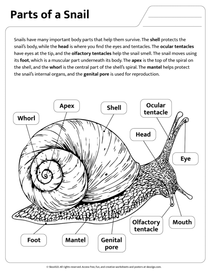 Snail themed division practice worksheet for third grade students 15 Third grade math worksheet featuring division problems with a friendly snail illustration
