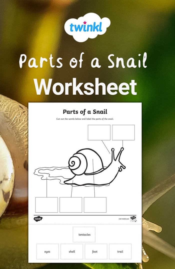 Snail Division Worksheet Number 22 for Third Grade Math Practice Third grade math worksheet featuring division problems with a friendly snail theme
