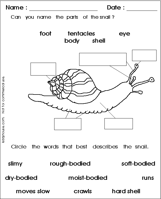 Snail themed division practice worksheet for third grade students Third grade math worksheet featuring division problems with a friendly snail illustration
