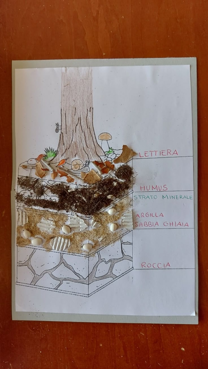 Diagram showing the different layers of soil including topsoil, subsoil, and bedrock for second grade earth science learners
