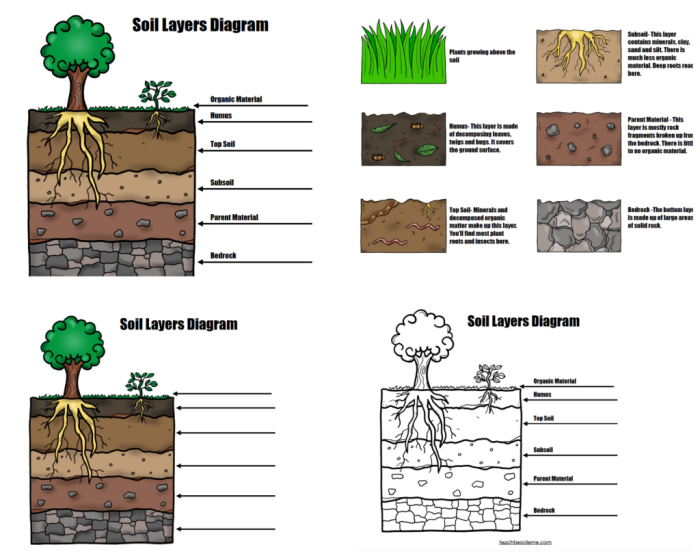 Soil Layers worksheet for Second Grade