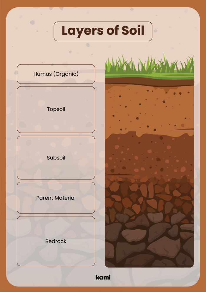 Second grade student learning diagram showing the different layers of soil from topsoil to bedrock with labels and descriptions for an earth science worksheet