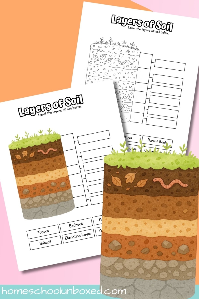 Diagram showing the different layers of soil from top to bottom for second grade earth science students
