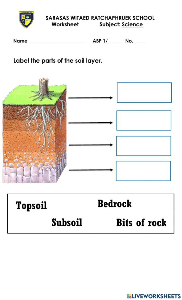 Educational graphic for the Layers of Soil worksheet aimed at second-grade students Colorful illustration of soil layers showing various organisms and their habitats for a second-grade worksheet