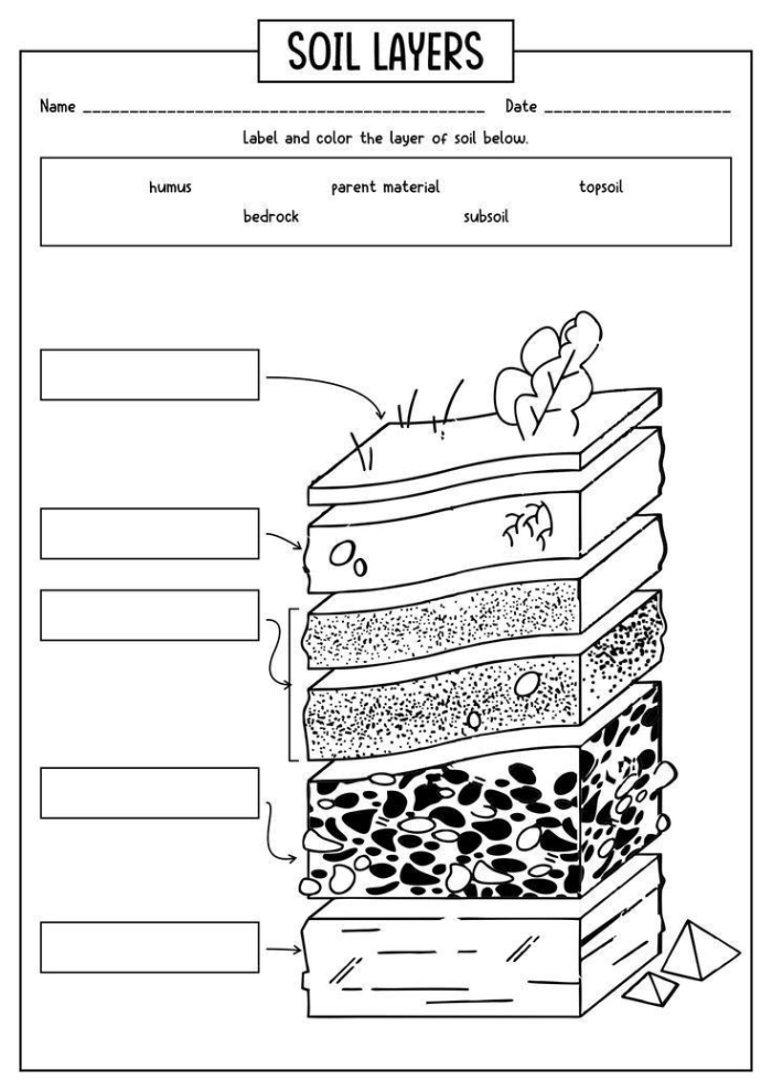 Diagram showing the different layers of soil including topsoil, subsoil, and bedrock for a second grade earth science worksheet