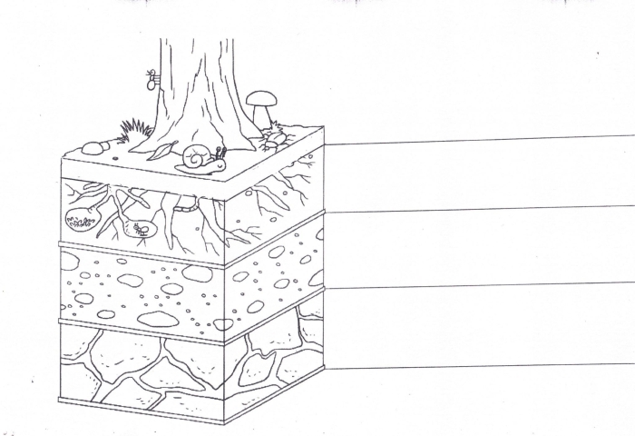 Second grade student filling out a science worksheet about the different layers of soil