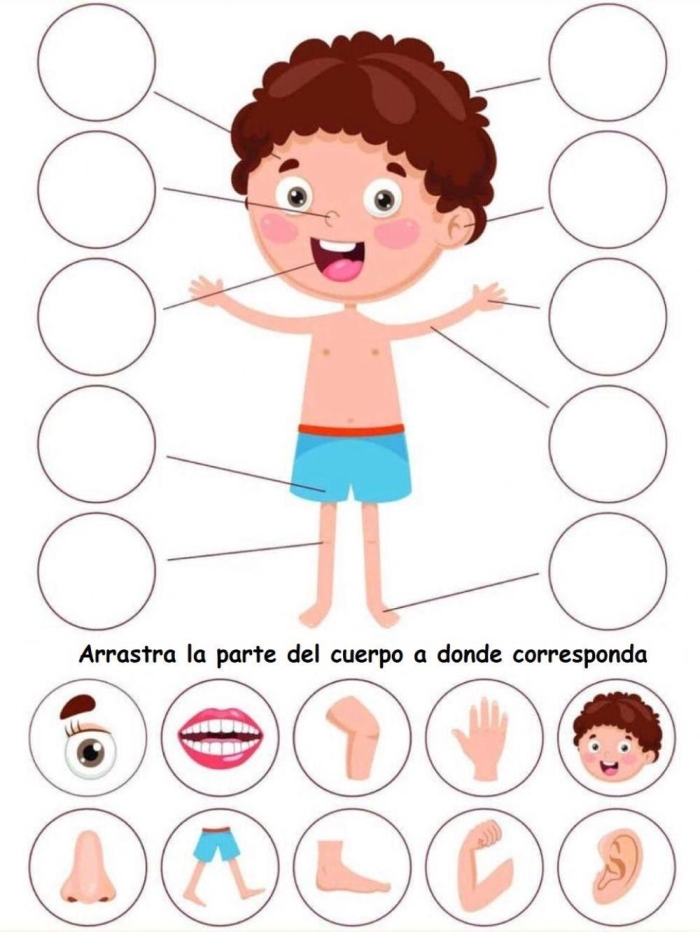 Body Parts in Spanish Learning Activity for Elementary Students Fourth grade Spanish worksheet showing labeled diagrams of human body parts with vocabulary exercises for learning partes del cuerpo