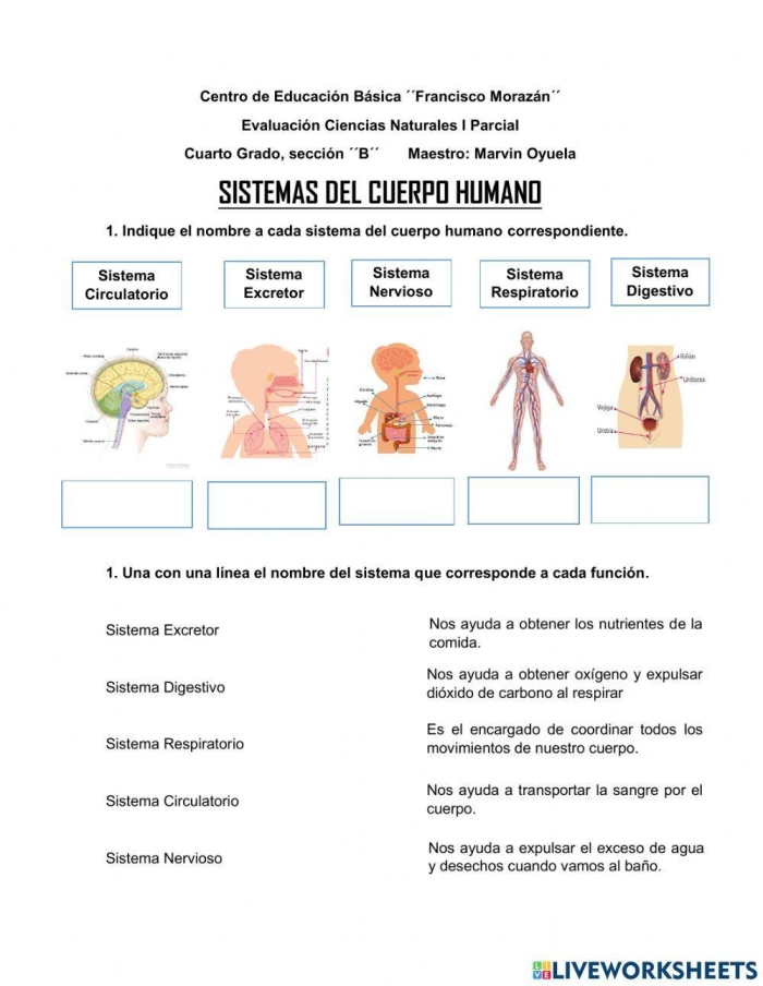 Spanish body parts educational worksheet for elementary students practicing vocabulary and spelling of anatomical terms Fourth grade students learning Spanish body parts with labeled diagram and pronunciation guide for partes del cuerpo worksheet 25