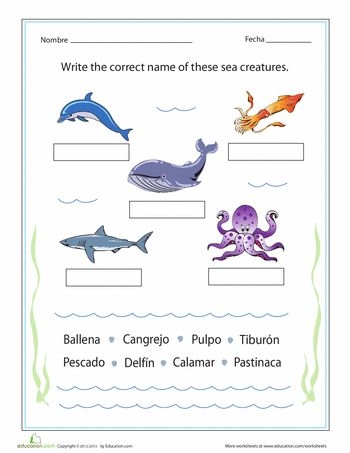 Fourth grade students learning Spanish vocabulary for various ocean animals on a printable worksheet