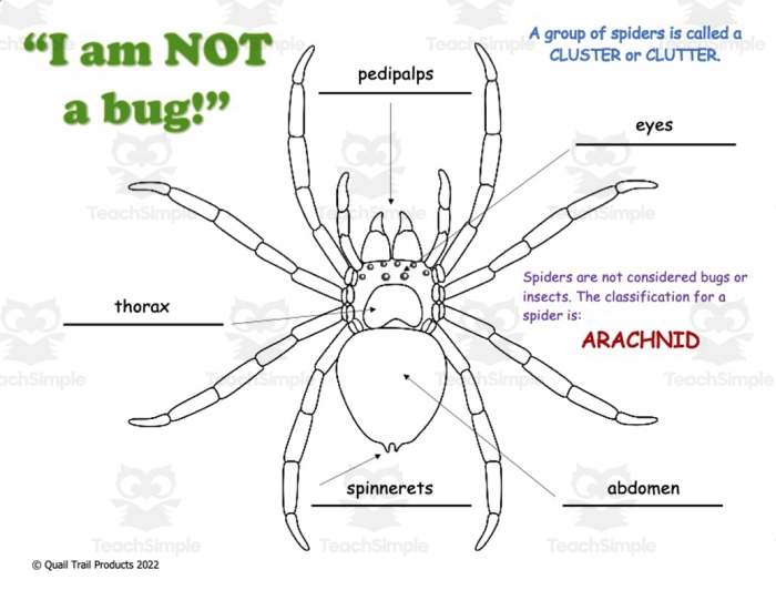 Fun Halloween geometry worksheet for practicing 90 degree angles Spider Web Angles worksheet featuring Simon the Spider creating right angles