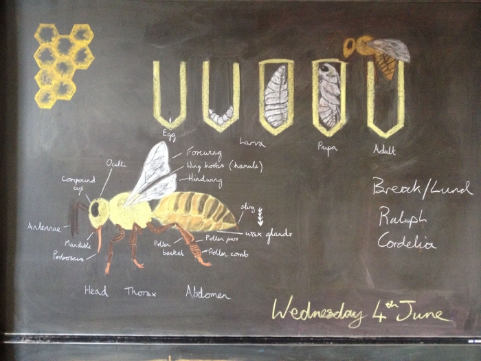 Educational illustration of spider anatomy and web structure for young learners Spiders and Their Webs worksheet for second graders, featuring a diagram to fill in anatomical terms