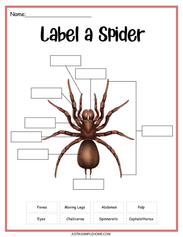 Grammar and Mechanics worksheet for Second Grade Colorful worksheet for second graders about spiders and their webs, featuring a diagram for anatomical labeling. Educational resource to enhance nonfiction comprehension skills in young scientists.