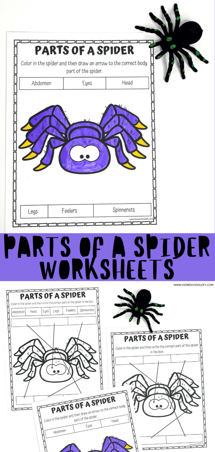 Educational diagram for second grade students to label spider anatomy and web structure Worksheet featuring spiders and their webs for second graders to enhance their nonfiction skills