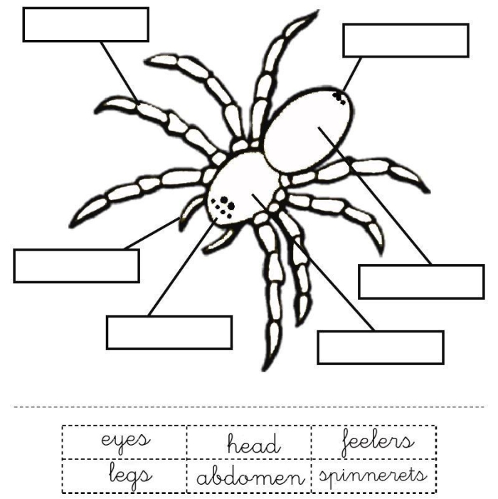 Educational activity image for understanding spider anatomy and web structure Spiders and Their Webs worksheet for second graders featuring a diagram for anatomical terms